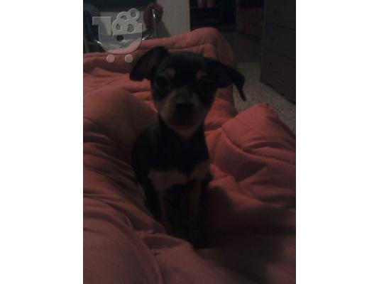 pinser νανακια